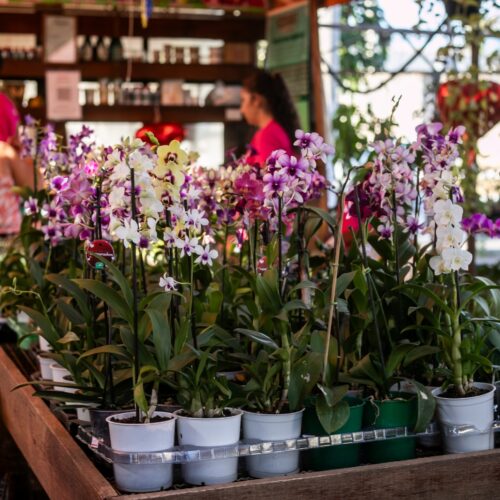 Prefeitura promove 22ª edição da Feira de Orquídeas de Cuiabá no Shopping Orla